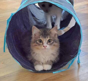 Skye -  Domestic Medium Hair Cat for Adoption in Vancouver, Washington - Skye | PetCurious