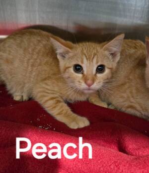 Rescue Domestic Short Hair Cats for Adoption in Sidney, Ohio - Peach | PetCurious