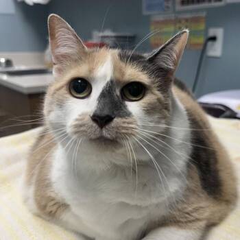 Missy -  Domestic Short Hair Cat for Adoption in New Castle, Delaware - Missy | PetCurious