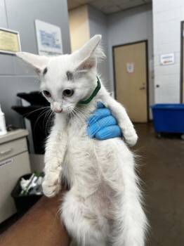 CLOVER -  Domestic Medium Hair Cat for Adoption in Dallas, Texas - CLOVER | PetCurious