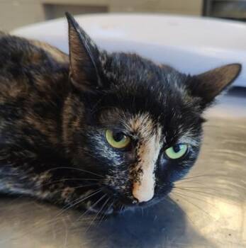 Odette (O11) -  Domestic Short Hair Cat for Adoption in Lafayette, Indiana - Odette (O11) | PetCurious