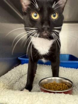 Owl -  American Shorthair Cat for Adoption in New Kensington, Pennsylvania - Owl | PetCurious