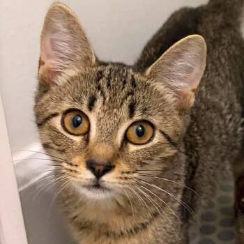 Honey -  Domestic Short Hair Cat for Adoption in Tampa, Florida - Honey | PetCurious