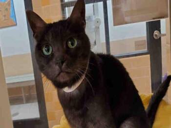 LILLY BEAN -  Domestic Short Hair Cat for Adoption in Santa Fe, New Mexico - LILLY BEAN | PetCurious