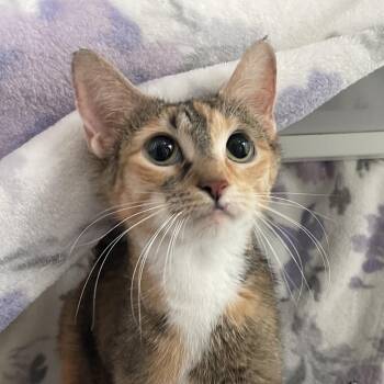 Carol -  Domestic Short Hair Cat for Adoption in Chicago, Illinois - Carol | PetCurious