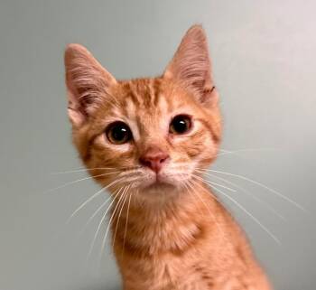 Toast -  Domestic Short Hair Cat for Adoption in Amery, Wisconsin - Toast | PetCurious