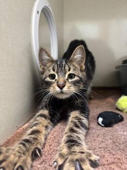 Domestic Short Hair Cats Available for Adoption - Furrgus | PetCurious