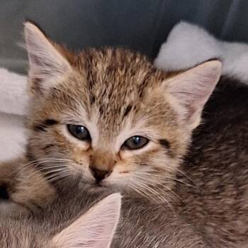 Domestic Short Hair Cats Available for Adoption in Montgomery, Alabama - Lacey | PetCurious