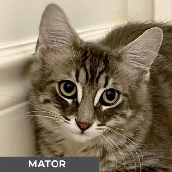 Rescue Domestic Medium Hair Cats for Adoption in Toronto, Ontario - Mator | PetCurious