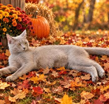Calypso -  Domestic Short Hair Cat for Adoption in Carthage, North Carolina - Calypso | PetCurious