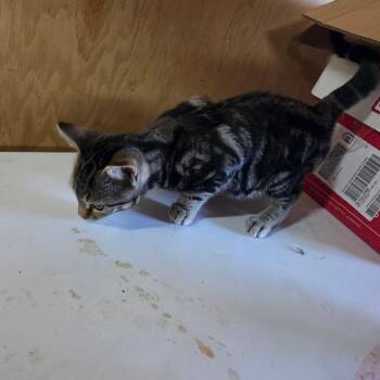 20260729-A2 Winchester -  Domestic Short Hair Cat for Adoption in Chehalis, Washington - 20260729-A2 Winchester | PetCurious