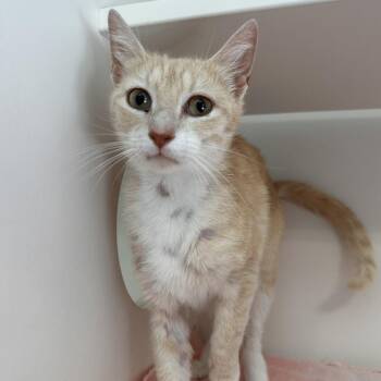 Domestic Short Hair Cats Available for Adoption in Greensboro, North Carolina - Lady Marmalade | PetCurious