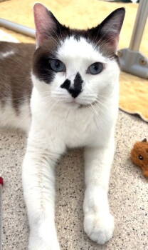 Rescue Domestic Short Hair and Siamese Cats for Adoption in Seal Beach, California - Kelly | PetCurious