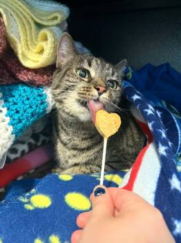 Happy -  Domestic Short Hair Cat for Adoption in Lock Haven, Pennsylvania - Happy | PetCurious