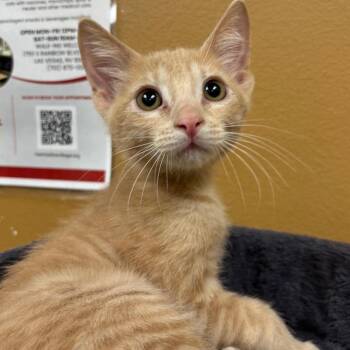 Vanilla 53834 -  Domestic Short Hair Cat for Adoption in Las Vegas, Nevada - Vanilla 53834 | PetCurious