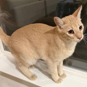 Toby -  Domestic Short Hair Cat for Adoption in San Antonio, Texas - Toby | PetCurious