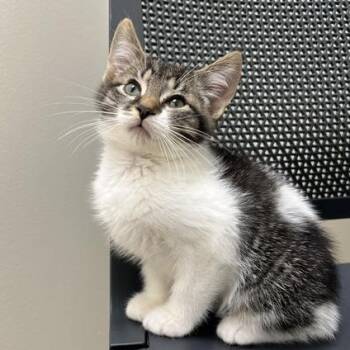 Ted -  Domestic Short Hair Cat for Adoption in Chaska, Minnesota - Ted | PetCurious