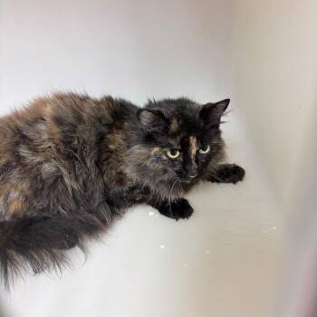Espresso -  Domestic Long Hair Cat for Adoption in Birmingham, Alabama - Espresso | PetCurious