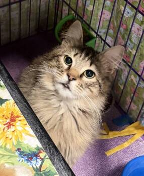 Domestic Long Hair Cats Available for Adoption in San Jose, California - Milo | PetCurious