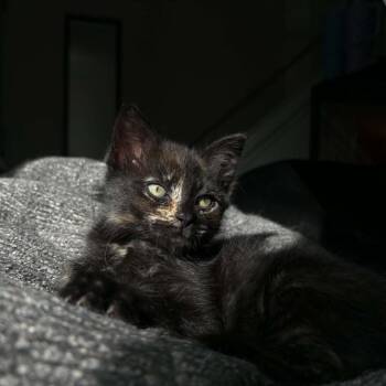 Creme Brulee -  Domestic Short Hair Cat for Adoption in Lyndhurst, Virginia - Creme Brulee | PetCurious