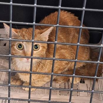 Ginger -  Domestic Short Hair Cat for Adoption in Montgomery, Alabama - Ginger | PetCurious