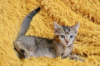 Tuna -  Abyssinian Cat for Adoption in St. Augustine, Florida - Tuna | PetCurious