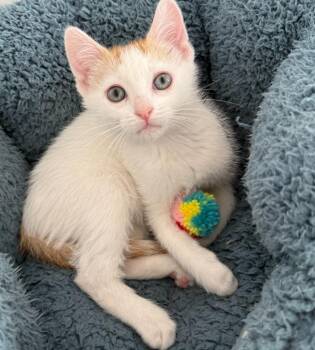 Allan -  Domestic Short Hair Cat for Adoption in Millcreek, Utah - Allan | PetCurious