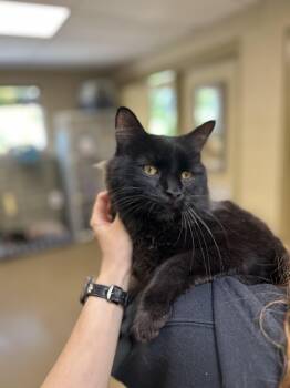 Domestic Long Hair Cats Available for Adoption in Myerstown, Pennsylvania - Dracula | PetCurious