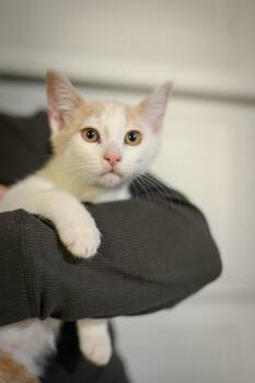 Domestic Short Hair Cats Available for Adoption in Vallejo, California - Oscar Meowstri | PetCurious