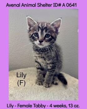 Lily -  Domestic Short Hair Cat for Adoption in Avenal, California - Lily | PetCurious