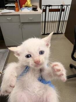 Domestic Short Hair Cats Available for Adoption in Palm Coast, Florida - Gatsby | PetCurious