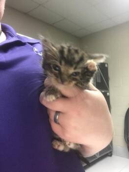 CHIP -  Domestic Medium Hair Cat for Adoption in Conroe, Texas - CHIP | PetCurious