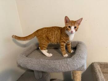 Pumpkin -  Domestic Short Hair Cat for Adoption in Burnaby, British Columbia - Pumpkin | PetCurious