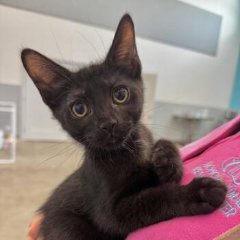 Charlie -  Domestic Short Hair Cat for Adoption in Bradenton, Florida - Charlie | PetCurious