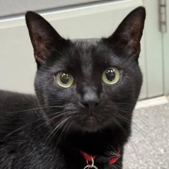 Domestic Short Hair Cats Available for Adoption - Luna Lovegood | PetCurious