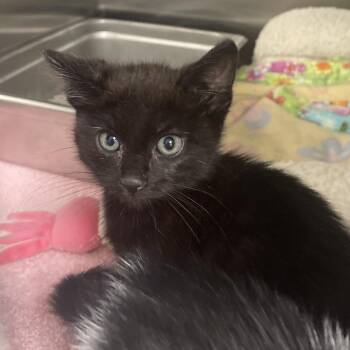 Domestic Short Hair Cats Available for Adoption in Peoria, Illinois - Zander | PetCurious