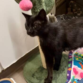 Domestic Short Hair Cats Available for Adoption - Cindy | PetCurious