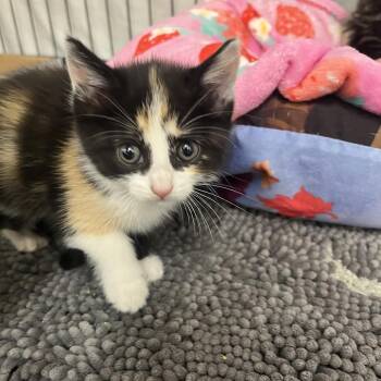 Gingersnap -  Domestic Short Hair Cat for Adoption in Bismarck, North Dakota - Gingersnap | PetCurious