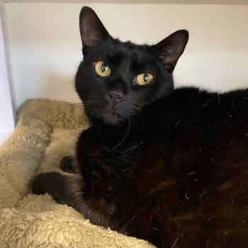 Swim Trunks -  Domestic Short Hair Cat for Adoption in Roanoke, Virginia - Swim Trunks | PetCurious