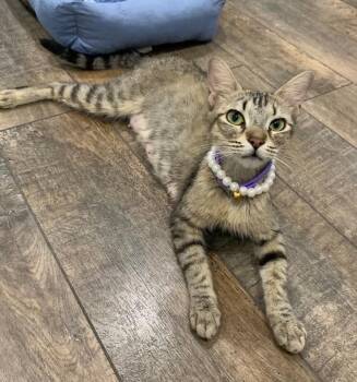 Peaches  -  Tabby Cat for Adoption in Anthem, Arizona - Peaches  | PetCurious
