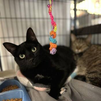 Soupy -  Domestic Short Hair Cat for Adoption in Davenport, Iowa - Soupy | PetCurious