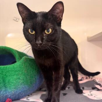 Domestic Short Hair Cats Available for Adoption in Wheeling, Illinois - Chahlie | PetCurious