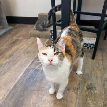 Rescue Domestic Short Hair Cats for Adoption in Bloomington, Illinois - Lorelai | PetCurious