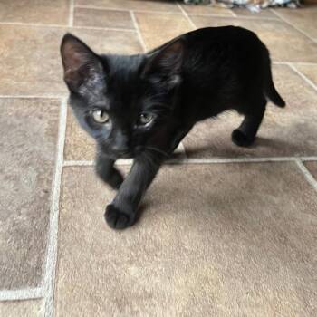 Domestic Short Hair Cats Available for Adoption in Conroe, Texas - Prince (The Night Sky Litter) | PetCurious