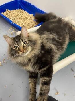 Domestic Long Hair Cats Available for Adoption - Taurus | PetCurious
