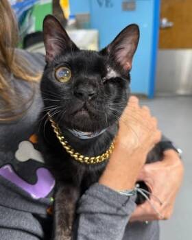 Domestic Short Hair Cats Available for Adoption - Trent | PetCurious