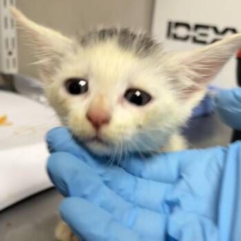 Pocus -  Domestic Short Hair Cat for Adoption in Yuma, Arizona - Pocus | PetCurious