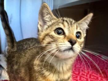 JEWEL -  Domestic Short Hair Cat Available for Adoption in Santa Rosa, California - JEWEL | PetCurious