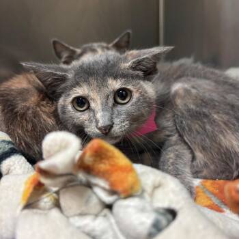 Domestic Short Hair Cats Available for Adoption in Lakeland, Florida - Nami | PetCurious