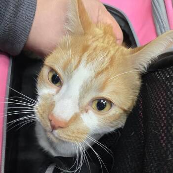 Chloe -  Domestic Short Hair Cat for Adoption in Newark, New Jersey - Chloe | PetCurious